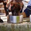 imageYETI Boomer 4 Stainless Steel NonSlip Dog Bowl Holds 32 OuncesHighlands Olive