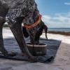 imageYETI Boomer 8 Stainless Steel NonSlip Dog Bowl Holds 64 OuncesBlack Forest Green