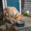 imageYETI Boomer 8 Stainless Steel NonSlip Dog Bowl Holds 64 OuncesNordic Purple