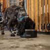 imageYETI Boomer 8 Stainless Steel NonSlip Dog Bowl Holds 64 OuncesRiver Green