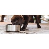 image:imageYETI Boomer 4 Stainless Steel NonSlip Dog Bowl Holds 32 OuncesBimini Pink