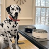 image:imageYETI Boomer 8 Stainless Steel NonSlip Dog Bowl Holds 64 OuncesPace Purple