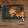 image:imageYETI Boomer Dog Bed Large for Dogs 3575 lbs NavyNavy