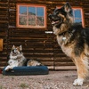 image:imageYETI Boomer Dog Bed Large for Dogs 3575 lbs NavyOlive
